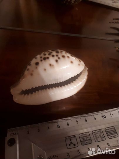 Ракушка ципрея