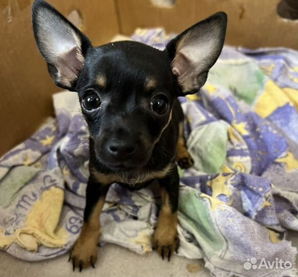 Той терьер щенки