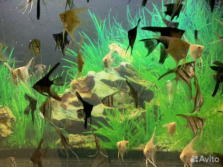 Аквариумные рыбки