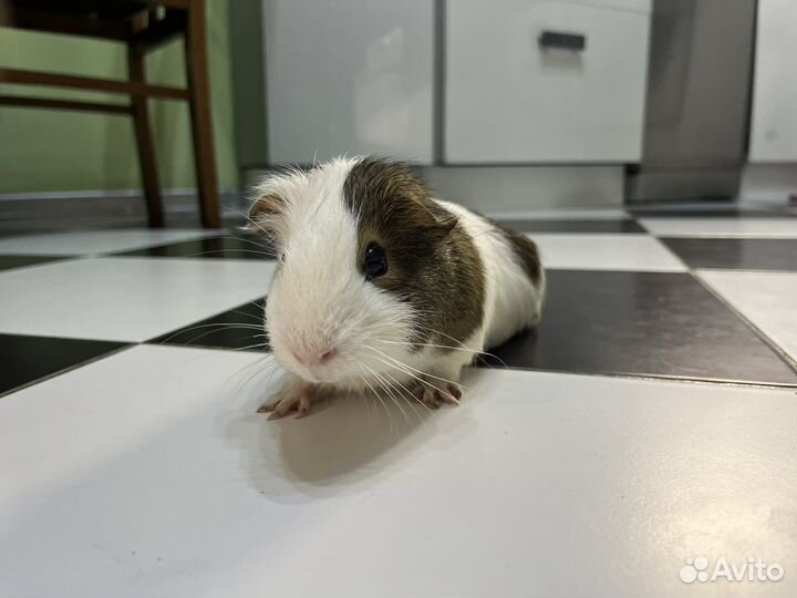 Морская свинка бесплатно