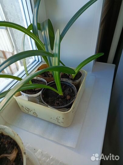 Гиппиаструм