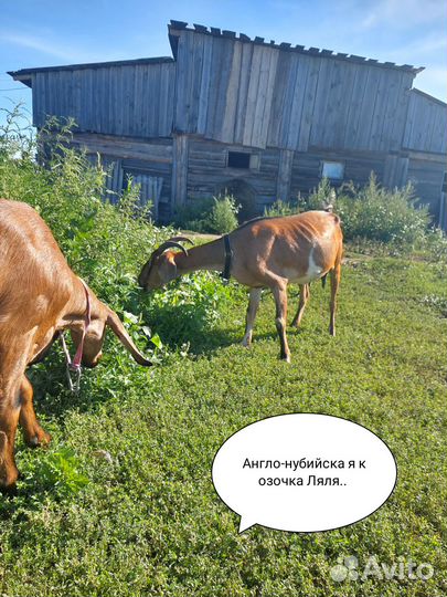 Англо-нубийские котные козы