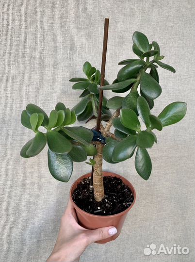 Крассула толстянка (денежное дерево )