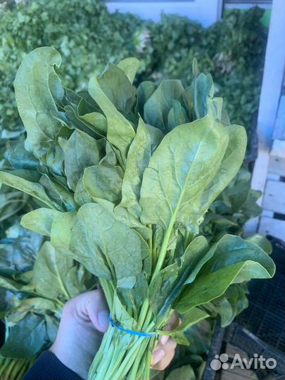 Шпинат свежий