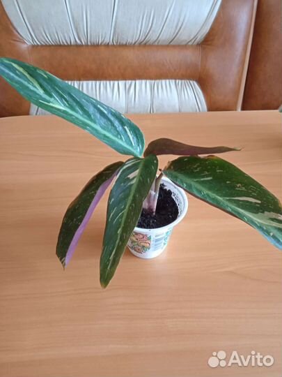 Строманта Мэджик Стар