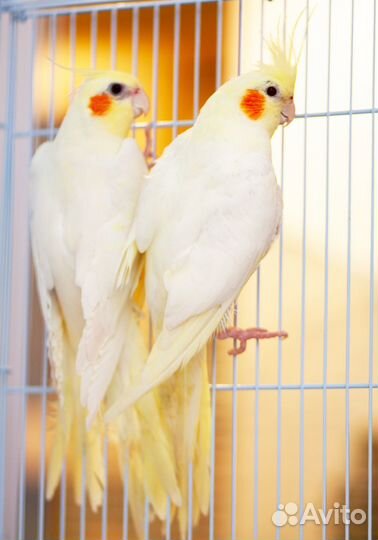 Корелла Лютино птенцы