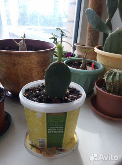 Опунция инжирная дающая съедобные плоды Кактус