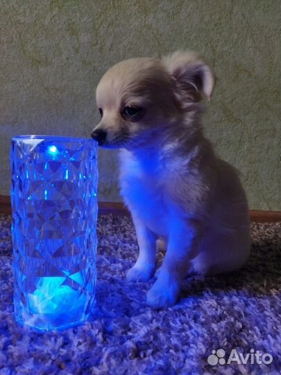 Щенки чихуахуа