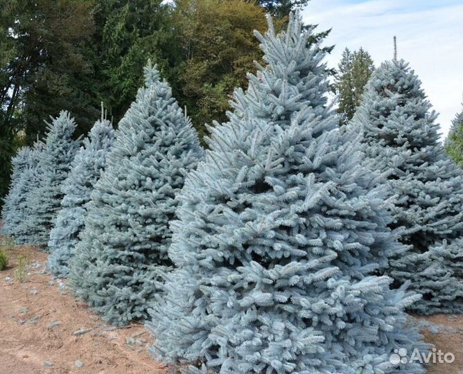 Ель голубая, ель колючая Блю Даймонд 80-120 см