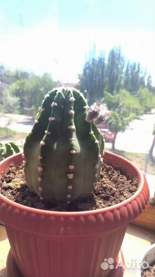 Кактус эхинопсис