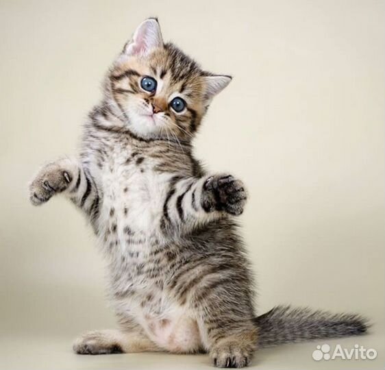 Котята 2 месяца в добрые руки