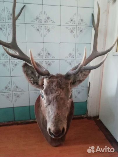 Рога