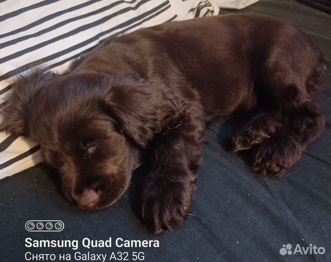 Щенки английский кокер спаниель