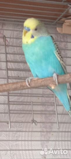 Продам попугаев