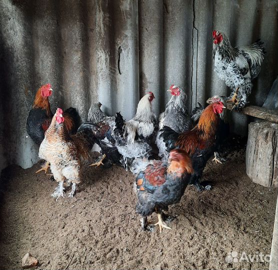 Петухи брама