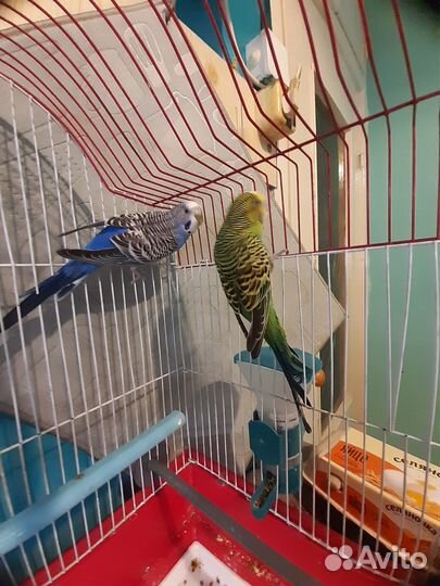 Волнистые попугаи с клеткой