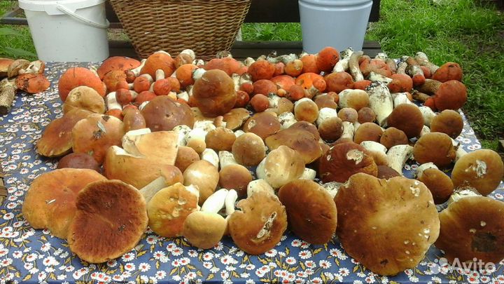 Брусника грибы маринованные,сушеные, огурцы сол