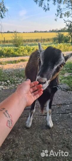 Козел ламанча