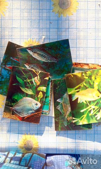 Открытки нецке, рыбки и др