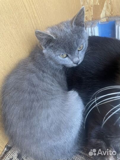Британская кошка