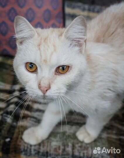 Котята в собачьем приюте