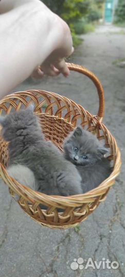 Британские котята