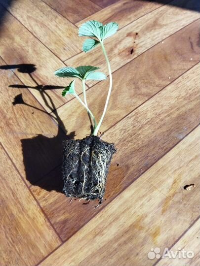 Саженцы сезонной крупноплодной клубники Азия