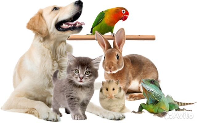 Передержка, пристроить животных на отпуск