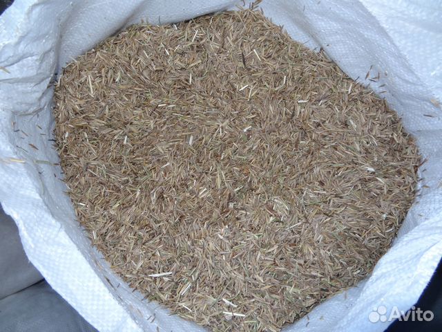 Семена костер кострец безостный