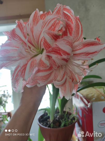 Гиппиаструм