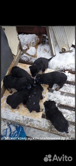 Щенки