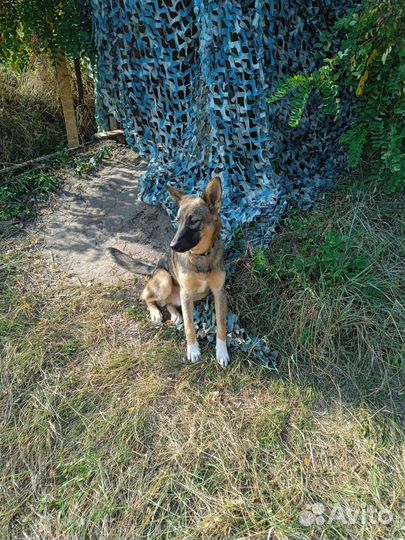 Собака в добрые руки