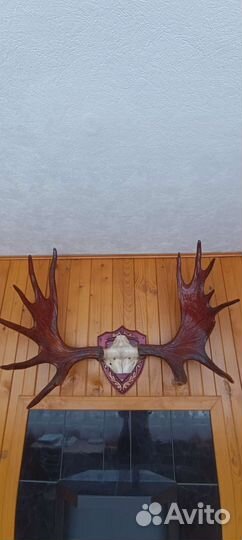 Рога лося на медальоне