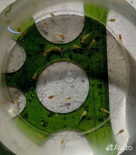 Гуппи чистая линия жемчужно-розовые альбиносы