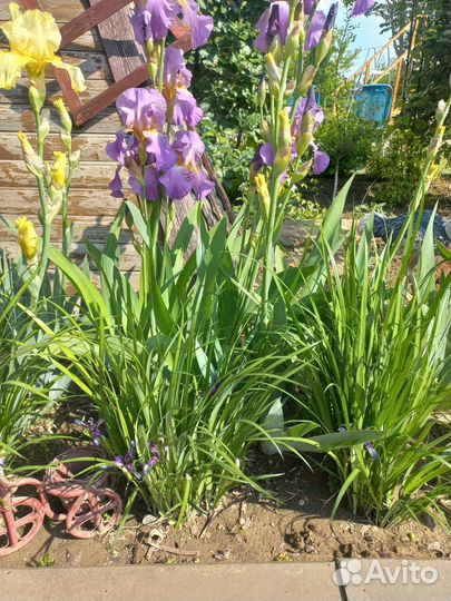 Ирис сибирский