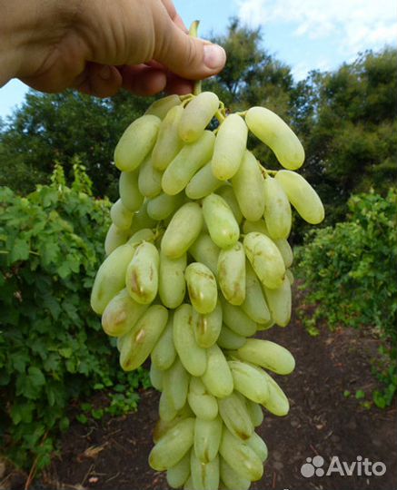 Саженцы винограда