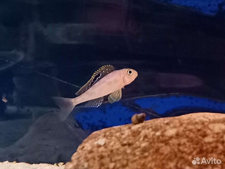 Xenotilapia sp. «papilio» msalaba(оз.Танганьика)