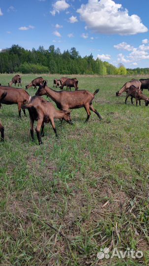 Молоко Альпийских коз