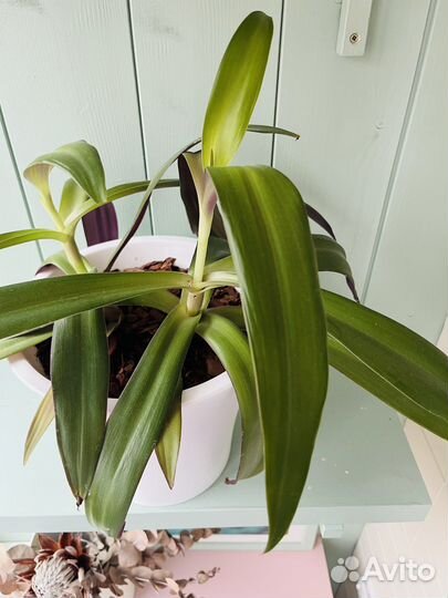 Традесканция рео разноцветная с горшком