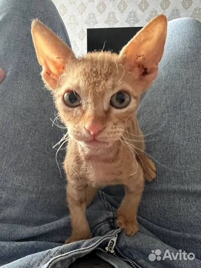 Сфинкс(браш)