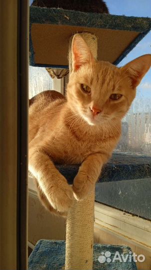 Кот рыжий котёнок подросток 1 год в дар