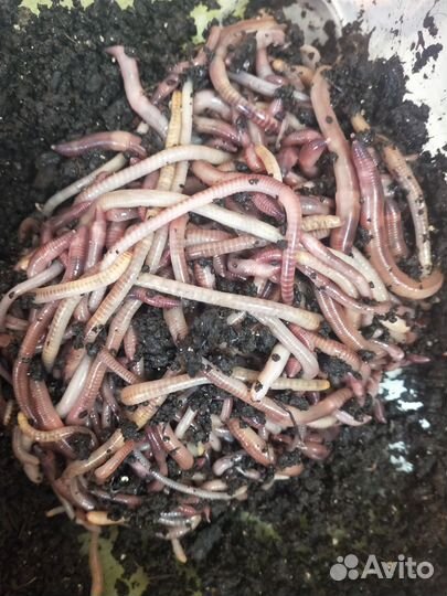 Черви для рыбалки калифорнийские