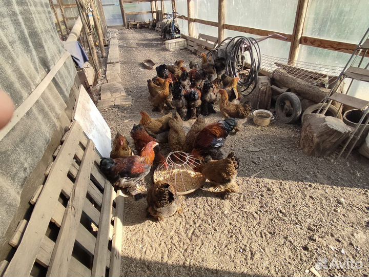 Петухи Брама,Кохи,Орпы,Цветные Породистые,Индоутки