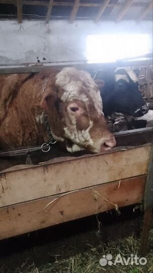 Бараны, овцы, ягнята