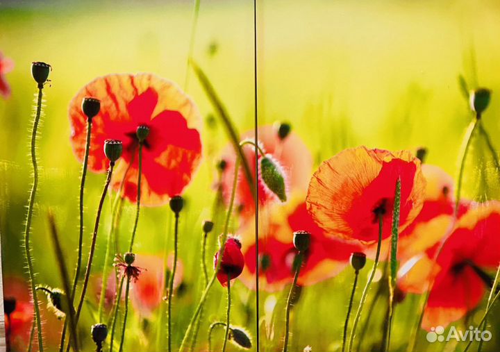 Картина Маки