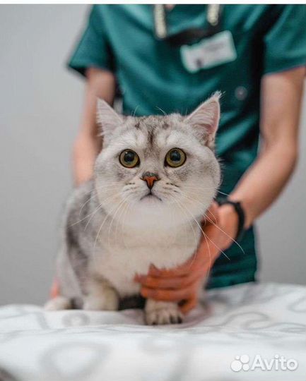 Ветеринарный врач на дом