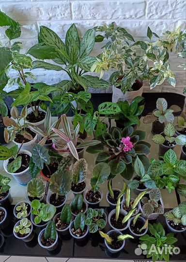 Комнатные цветы