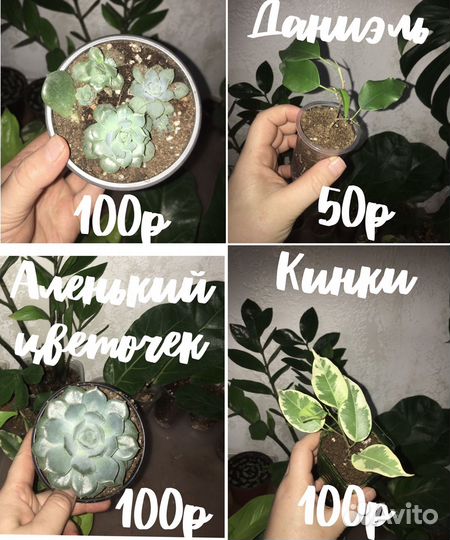 Комнатные цветы
