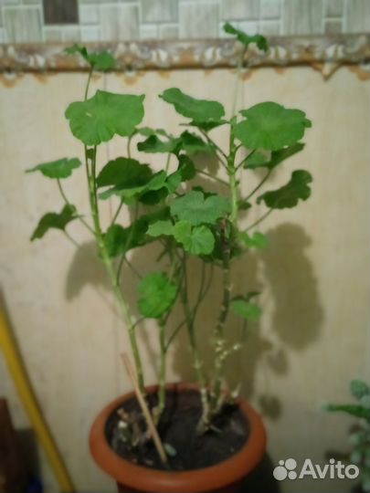 Комнатные цветы