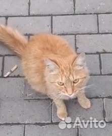 Рыжая кошечка